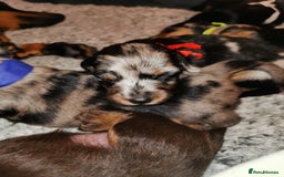 Miniature Dachshund dogs for sale: 5 beautiful miniature dachshund pups for sale - Image 19