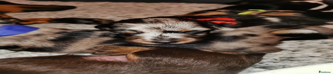 Miniature Dachshund Puppy 4