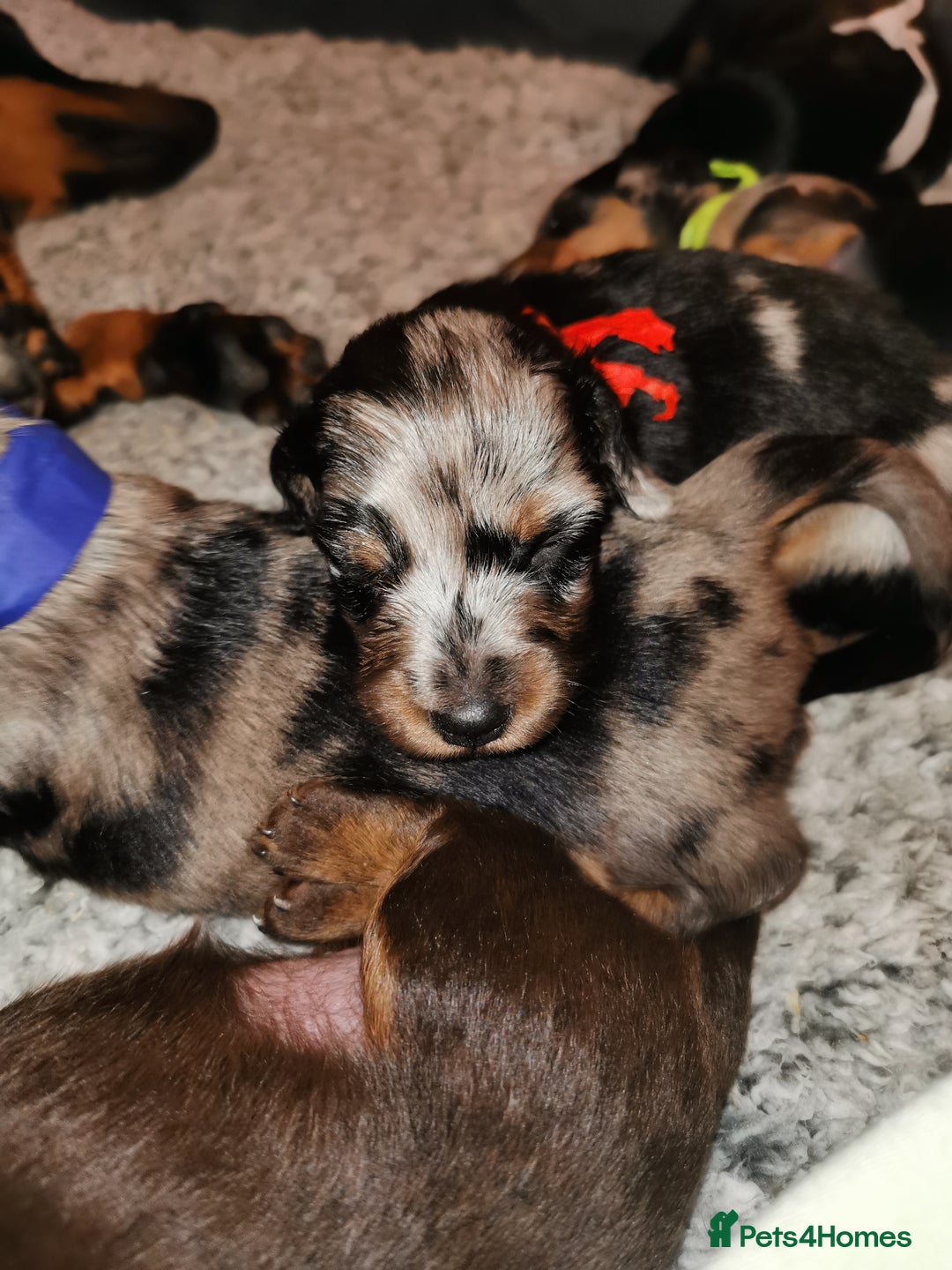 Miniature Dachshund dogs for sale: 5 beautiful miniature dachshund pups for sale - Image 19