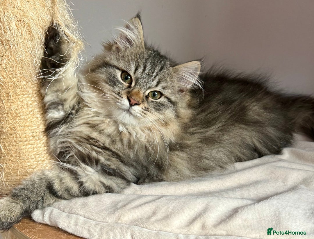 Siberian cats for sale: Champion line kitten😻😽🐈 - Advert 9