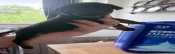 Rottweiler dogs for sale: 2 Rottweiler Puppies Left - 1 Boy 1 Girl  in Swadlincote - Advert 9