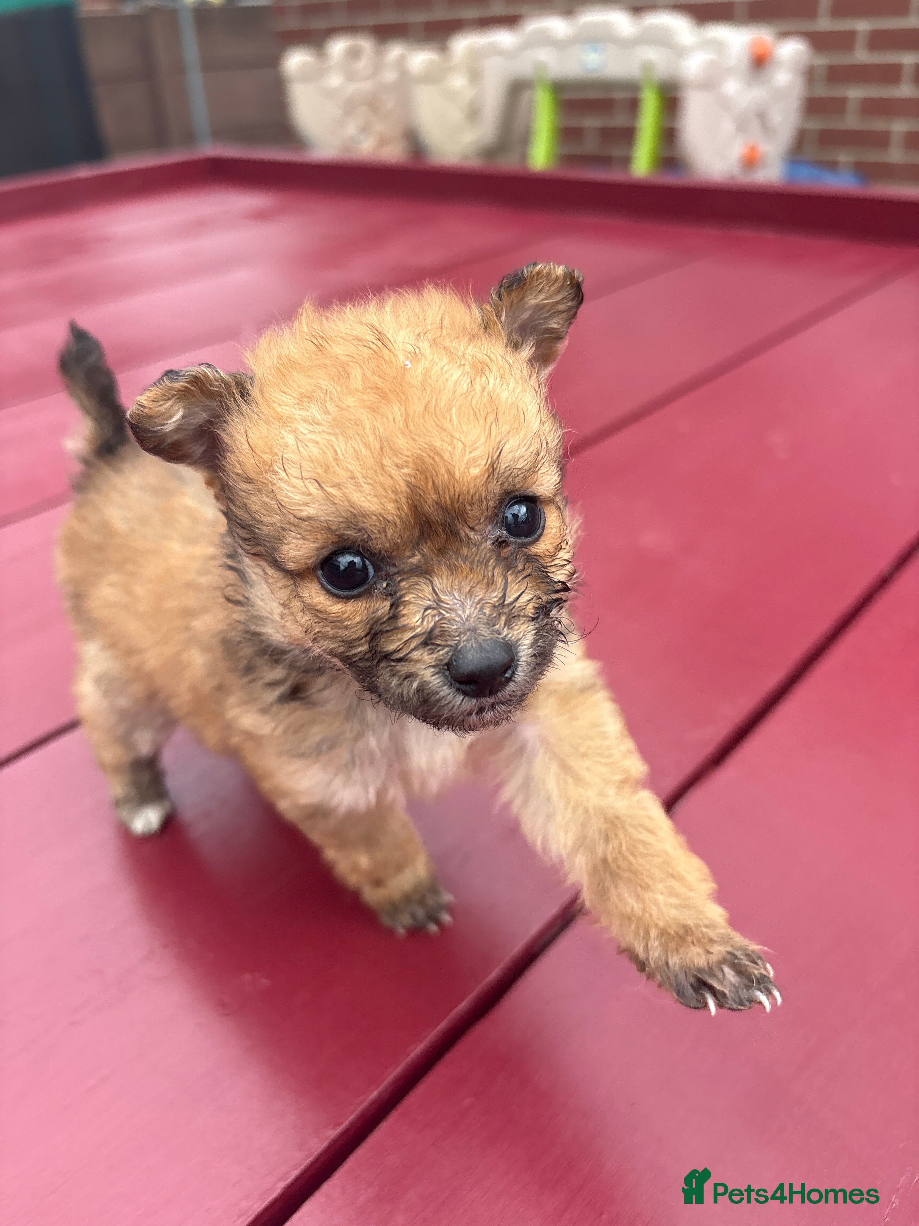 Mixed Breed Puppy 4