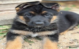 German Shepherd dogs for sale: 1 KC reg Quality Showline female puppy available  - Image 5