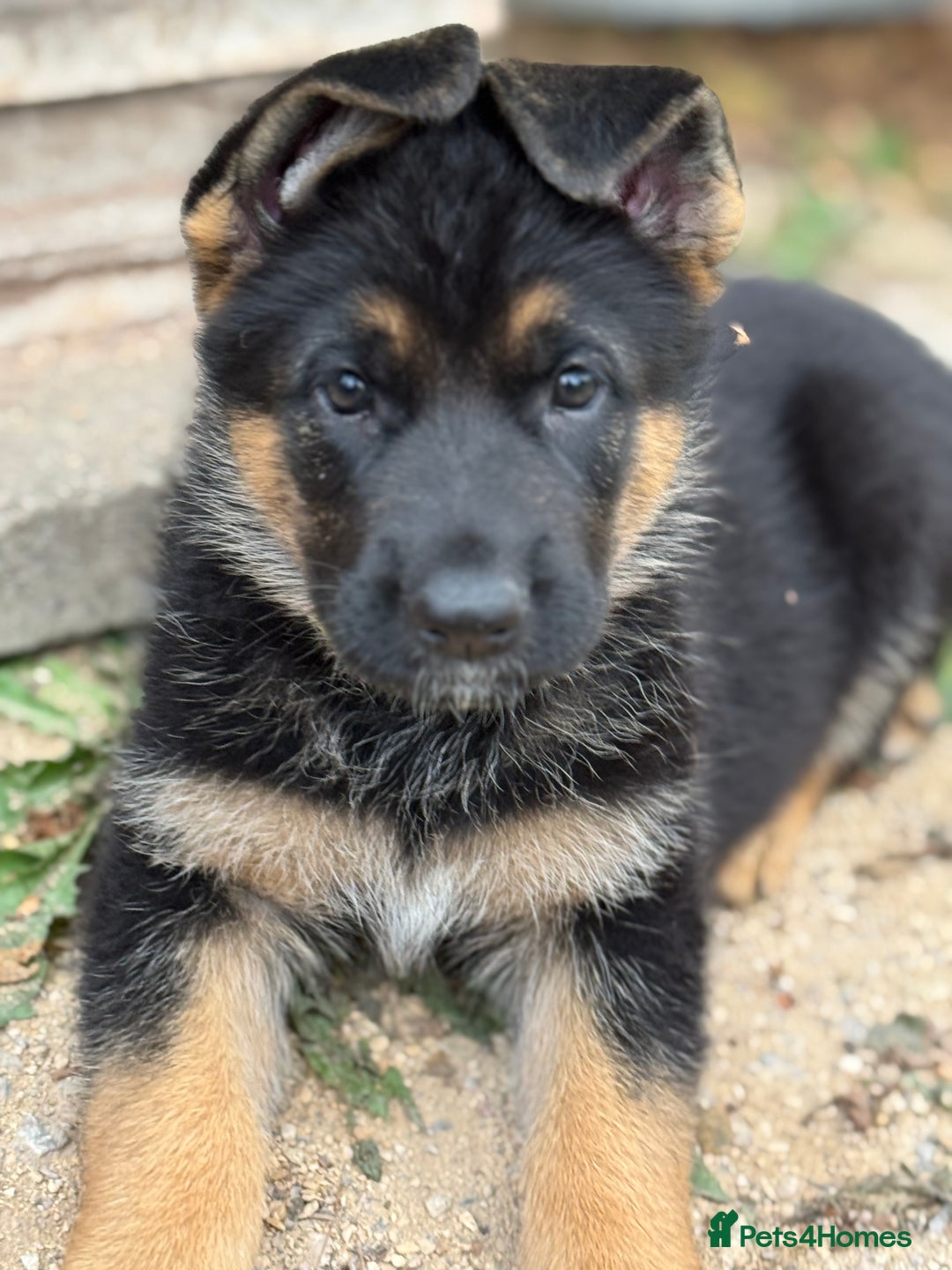 German Shepherd dogs for sale: 1 KC reg Quality Showline female puppy available  - Image 5