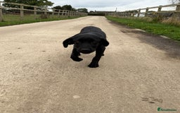 Labrador Retriever dogs for sale: ⭐️Fabulous Black Boy⭐️ - Image 3
