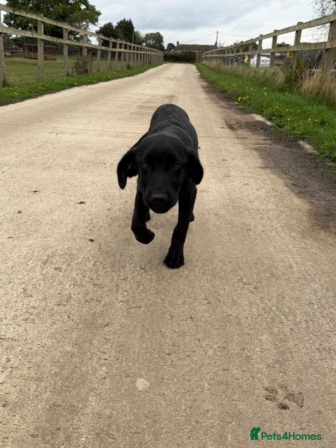 Labrador Retriever dogs for sale: ⭐️Fabulous Black Boy⭐️ - Image 3
