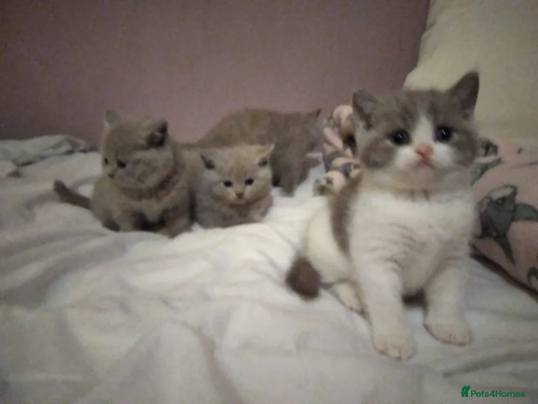 British Shorthair cats for sale:  Lilac & chocolate British Shorthair kittens  - Advert 16