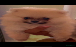 Pomeranian dogs for sale: Pomeranian Puppies for Sale - Image 2