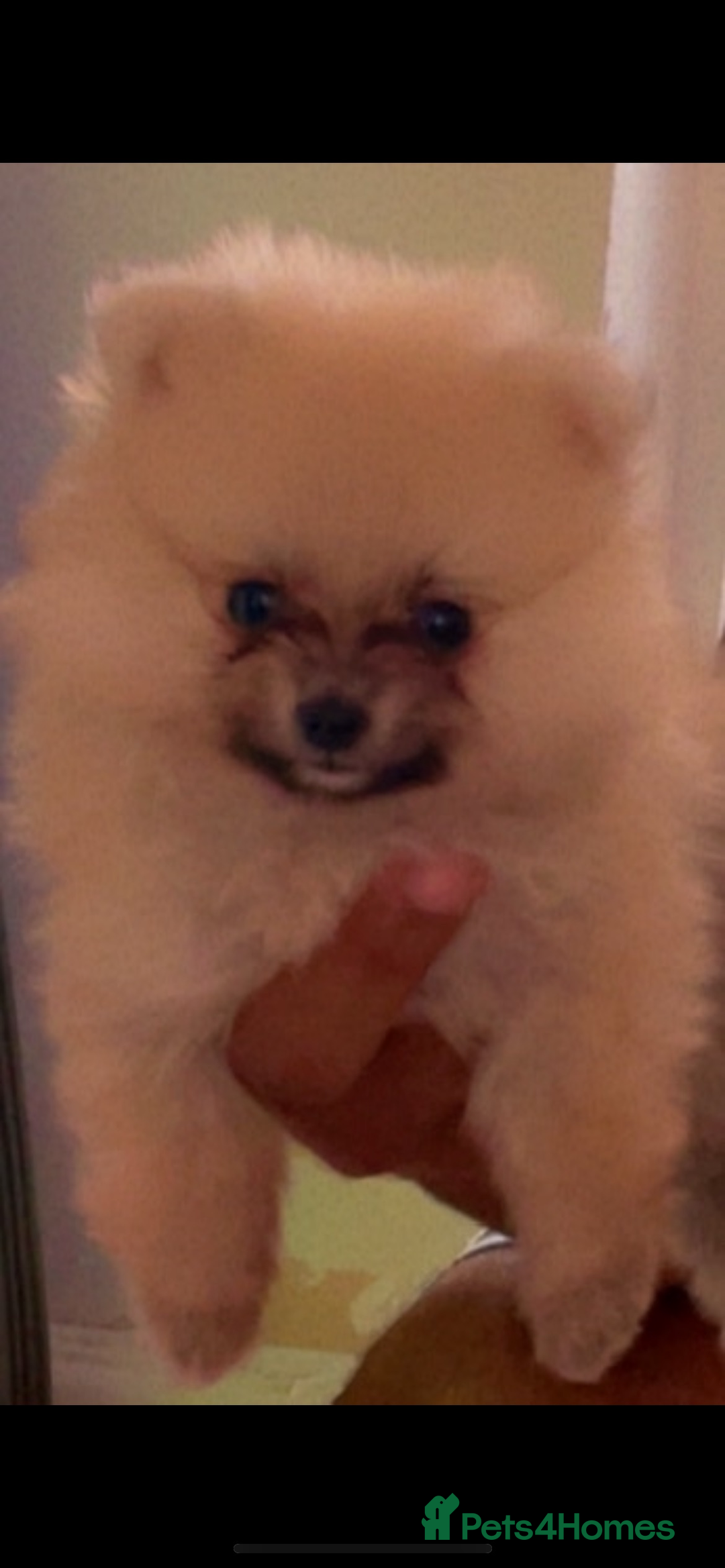 Pomeranian dogs for sale: Pomeranian Puppies for Sale - Image 2