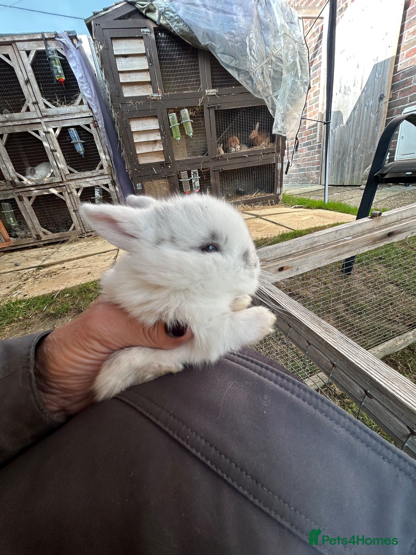 Mini Lop rabbits Beautiful friendly mini lop & mini Rex X Babies   - Advert 8