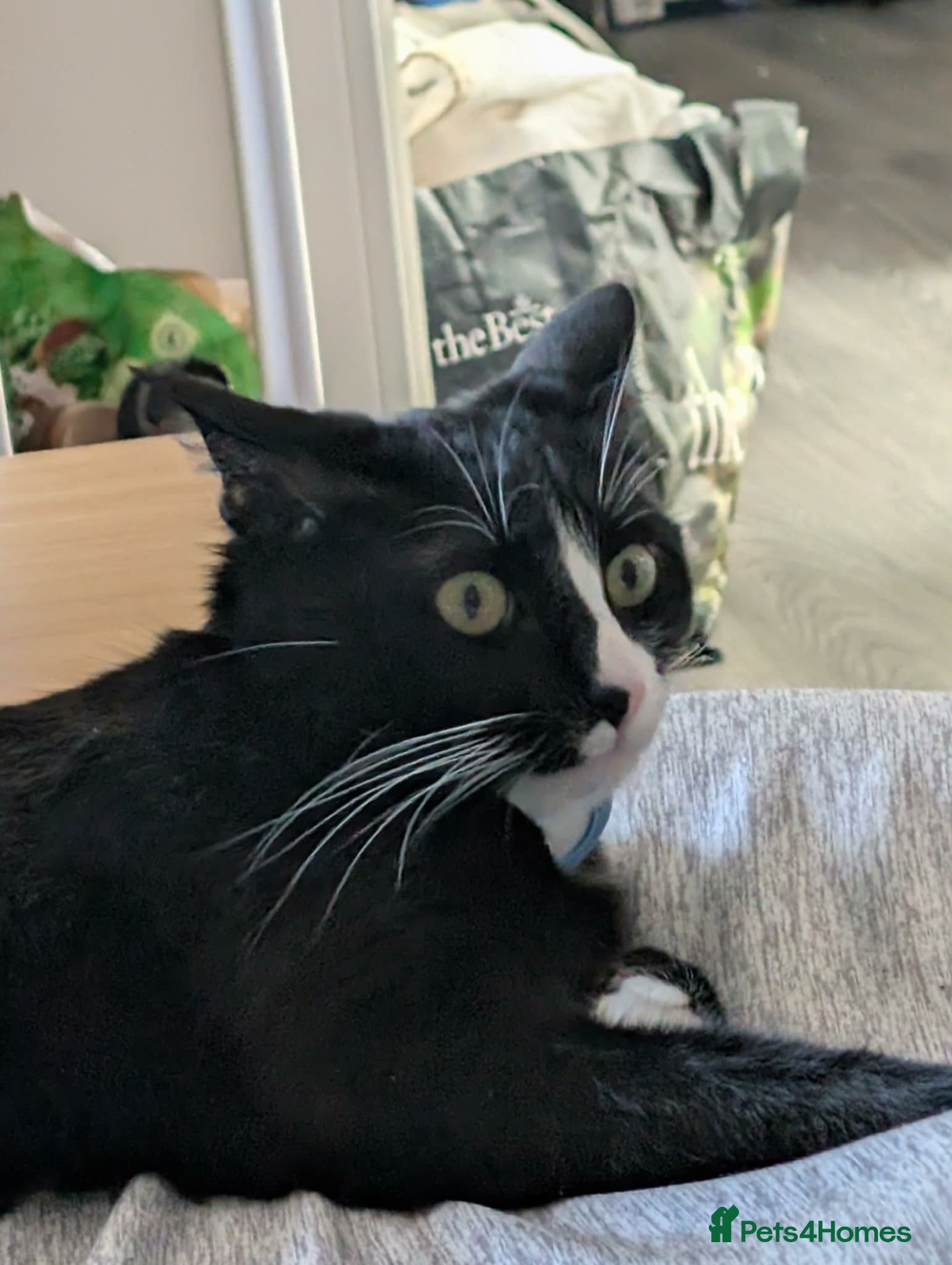 Mixed Breed cats Tuxedo Cat for Sale.  - Advert 6