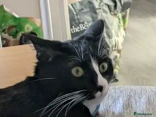 Mixed Breed cats Tuxedo Cat for Sale. - Advert 6