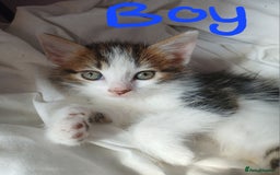 RagaMuffin cats for sale: 4 ragamuffin mixed breed kittens - Image 4