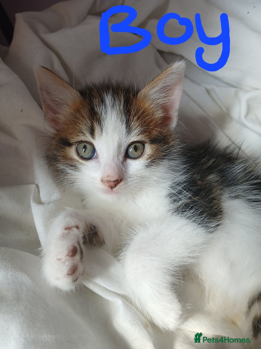 RagaMuffin cats for sale: 4 ragamuffin mixed breed kittens - Image 4
