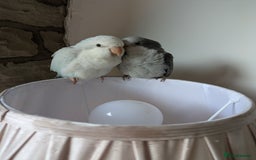 Parakeets birds for sale: Tamed hand reared baby Quaker parrots DNA tested  - Image 16