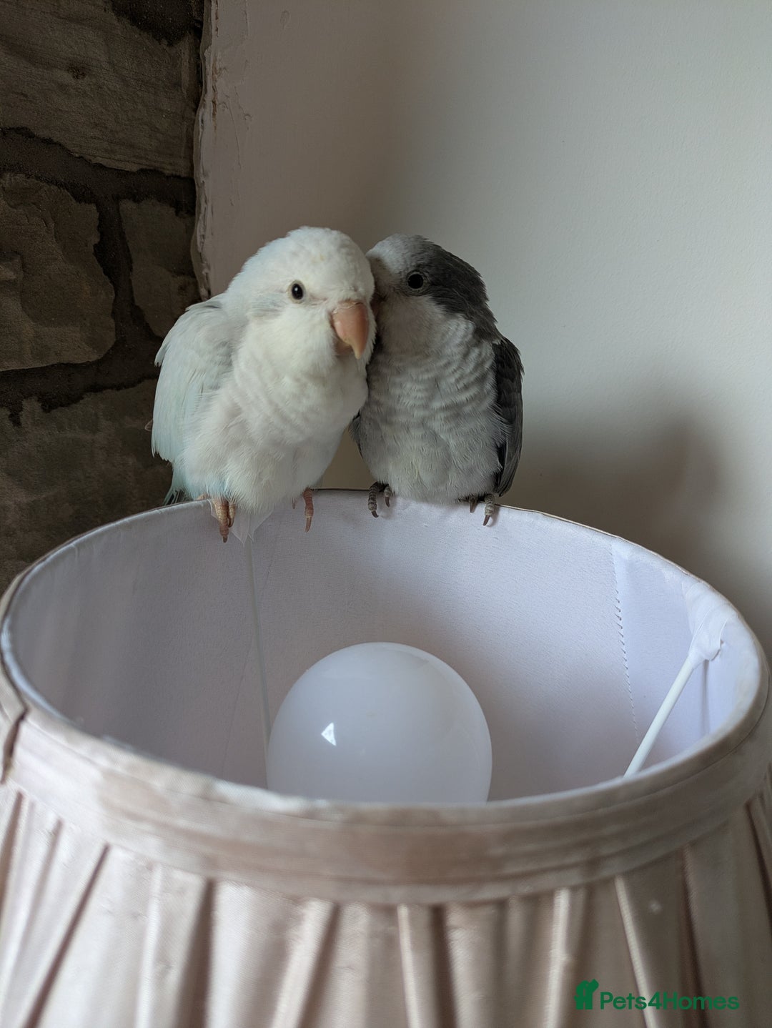 Parakeets birds for sale: Tamed hand reared baby Quaker parrots DNA tested  - Image 16