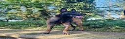 Belgian Shepherd Dog dogs for sale: Belgium Malinois  puppies  - Advert 2