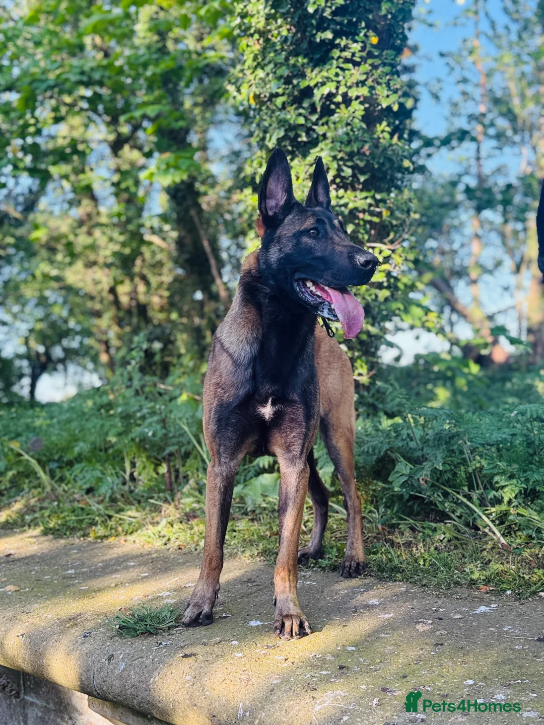 Belgian Shepherd Dog dogs for sale: Belgium Malinois  puppies  - Advert 2