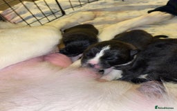 Akita dogs for sale: Beautiful American Akita Puppies  - Advert 14