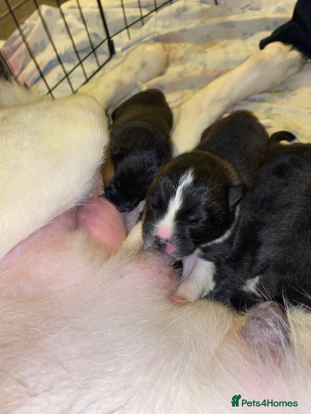 Akita dogs for sale: Beautiful American Akita Puppies  - Advert 14