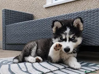 Pomsky dogs 🔥 S T U N N I N G POMSKY PUPPIES READY NOW ❤️ - Advert 5