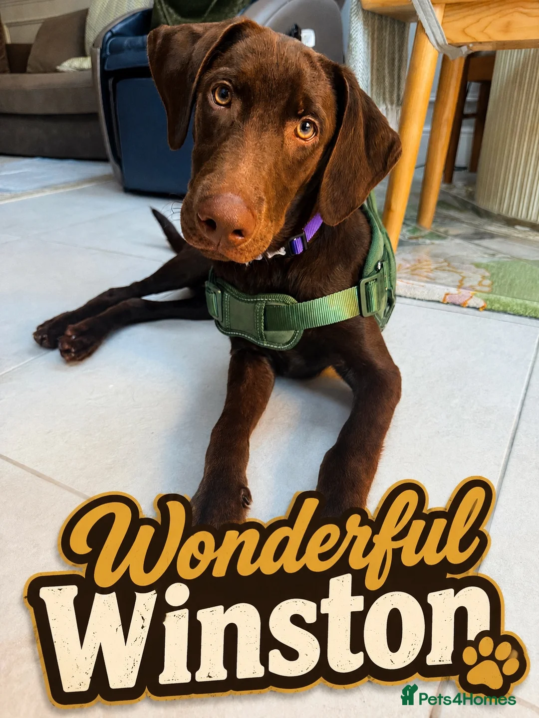 Labrador Retriever dogs for sale: Winston – 6-Month-Old Chocolate Labrador in Addlestone - Advert 1