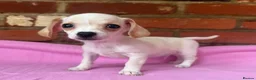 Chiweenie dogs for sale: 🌭♥️ Mexican hotdogs AKA Chiweenies ♥️ 🌭 - Advert 4