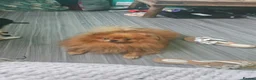 Pomeranian dogs for stud: PROVEN orange sable pom  - Advert 4