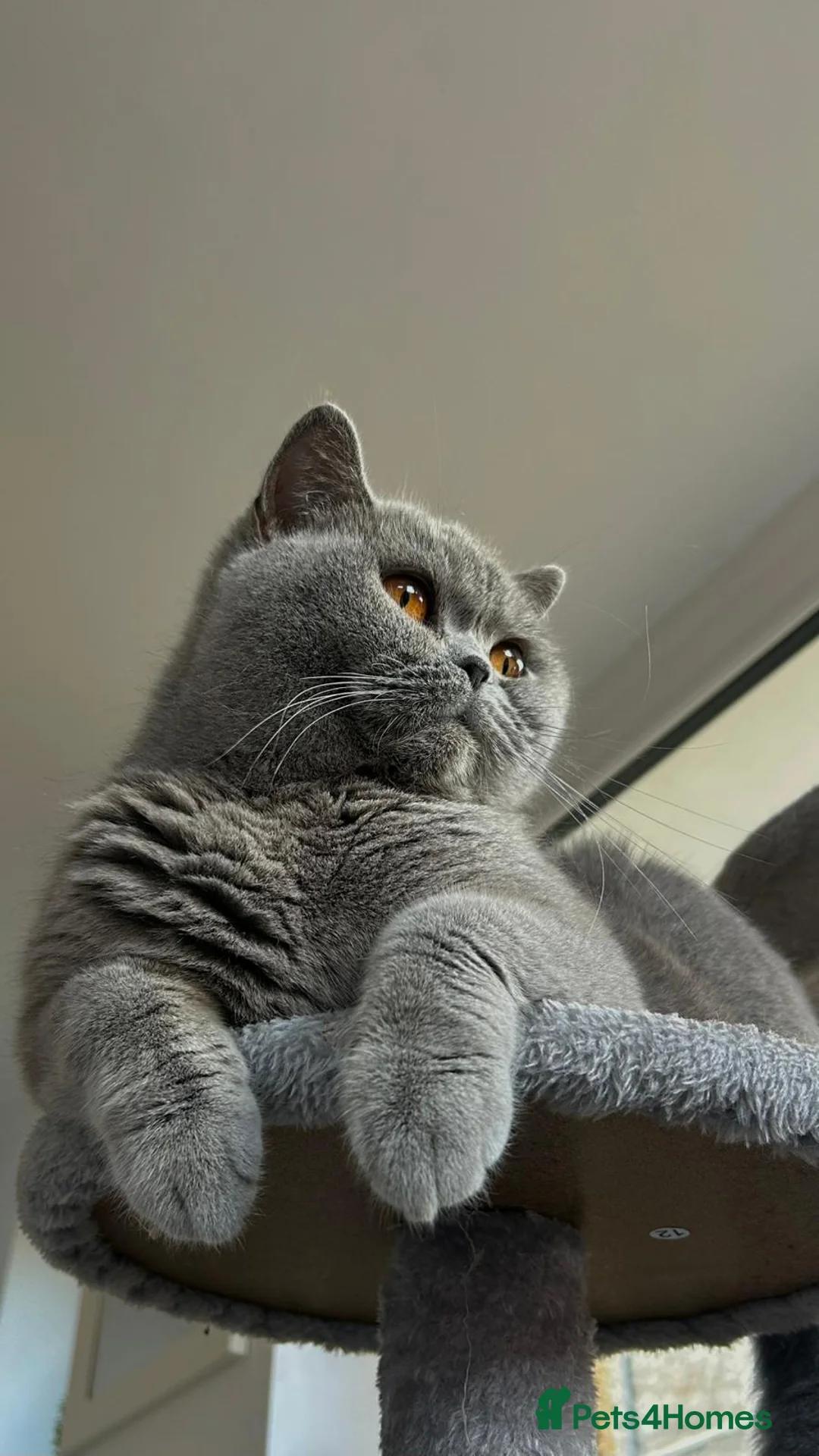 British Shorthair cats for sale: Beautiful British Blue  - Advert 2