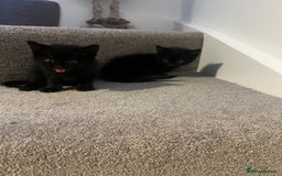 Mixed Breed cats for sale: Kittens for sale - Image 2