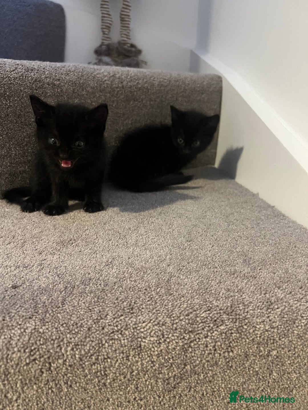 Mixed Breed cats for sale: Kittens for sale - Image 2