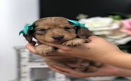 Miniature Dachshund dogs for sale: 𝕃𝕠𝕟𝕘 𝕙𝕒𝕚𝕣𝕖𝕕 𝕔𝕣𝕖𝕒𝕞 𝕡𝕦𝕡𝕡𝕚𝕖𝕤 🧸 - Image 6