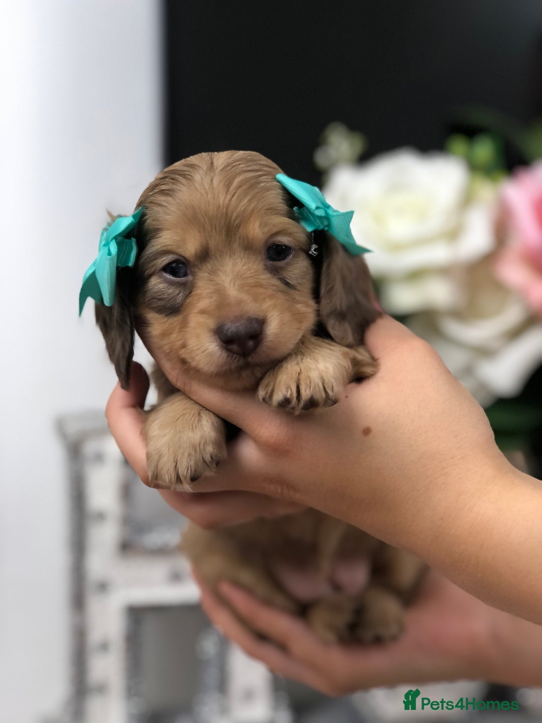 Miniature Dachshund dogs for sale: 𝕃𝕠𝕟𝕘 𝕙𝕒𝕚𝕣𝕖𝕕 𝕔𝕣𝕖𝕒𝕞 𝕡𝕦𝕡𝕡𝕚𝕖𝕤 🧸 - Image 6