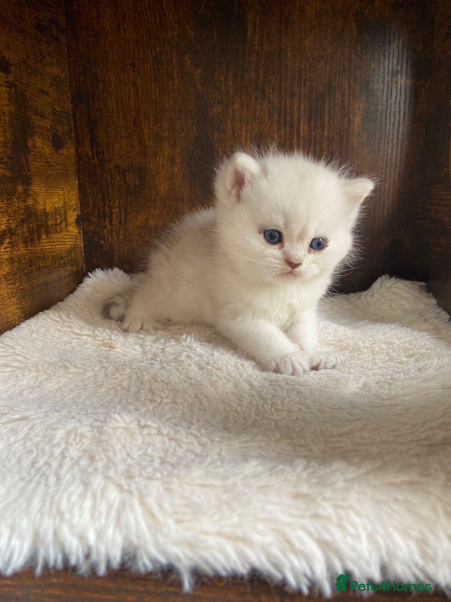 British Shorthair cats Silver pedigree British Shorthair kittens  - Advert 1