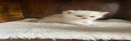 British Shorthair cats for sale: Silver pedigree British Shorthair kittens  - Advert 1