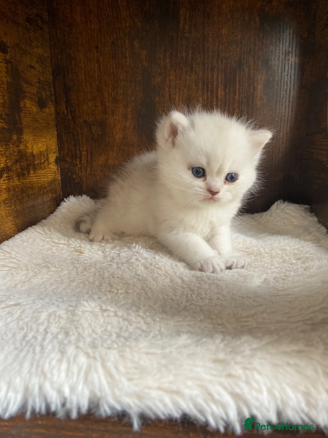 British Shorthair cats for sale: Silver pedigree British Shorthair kittens  - Advert 1