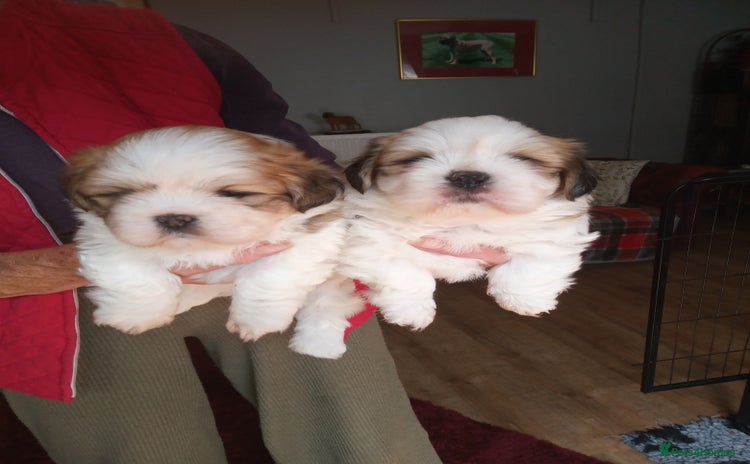 Lhasa Apso dogs - Advert 1