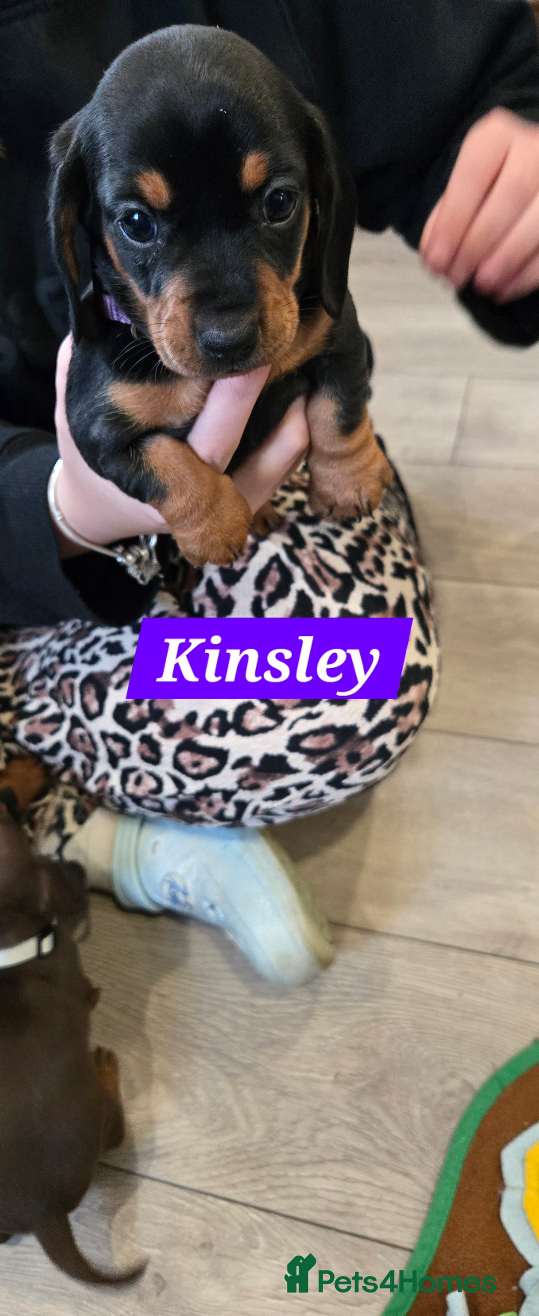 Dachshund dogs for sale: Beautiful Daxis - Advert 11