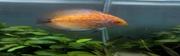 Discus fish for sale: 3 Discus Fish  - Advert 4