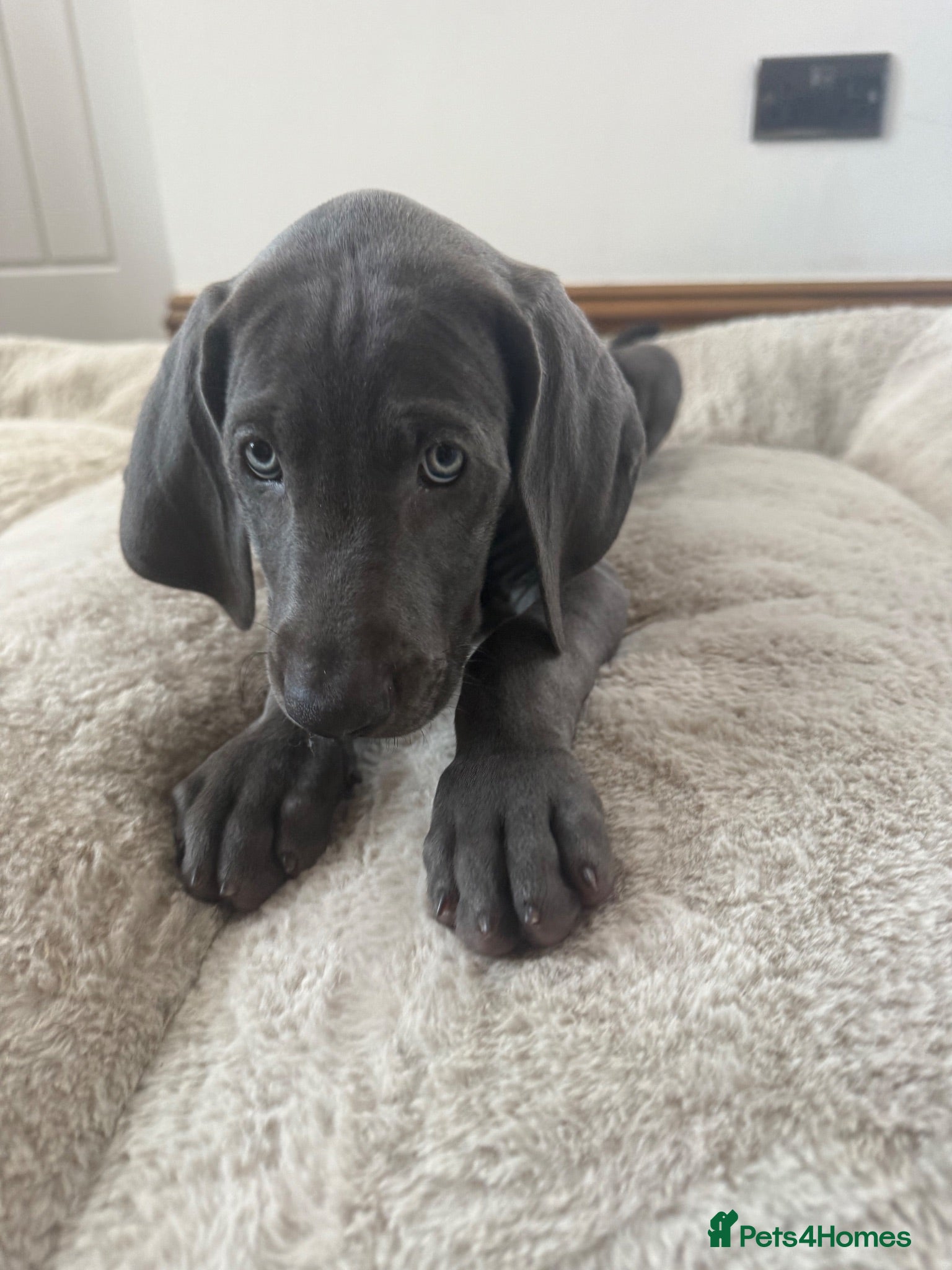 Weimaraner dogs KC Reg Weimaraner Puppies Silver & Blue - Advert 2