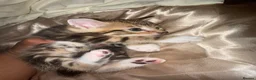 Mixed Breed cats for sale:  Kittens Looking for Loving Homes  - Advert 19
