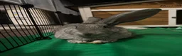 Continental Giant rabbits for sale: Continental giant rabbit - Advert 4