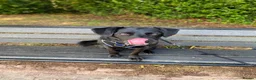 Mixed Breed dogs for adoption: 🐾 Buddy: Adventure dog, cuddle expert ❤️ in Ledbury - Advert 2