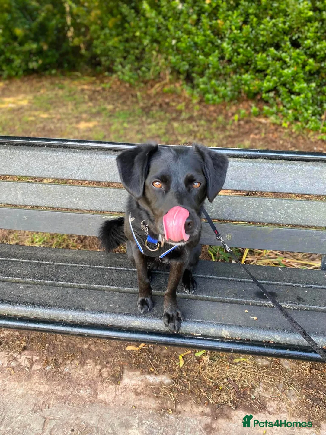 Mixed Breed dogs for adoption: 🐾 Buddy: Adventure dog, cuddle expert ❤️ in Ledbury - Advert 2