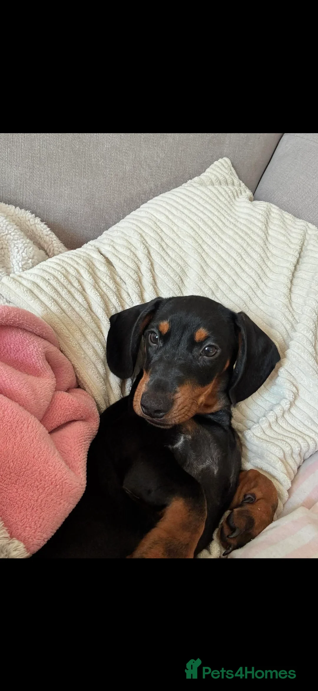 Miniature Dachshund dogs for sale: female miniature dachshund  - Advert 4