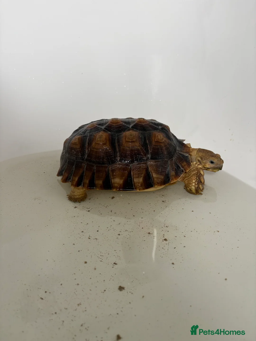 Tortoise reptiles for sale: 3 year old Sulcuta tortoise  - Advert 4