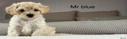 Maltipoo dogs for sale: SEE ALL OUR PUPPIES ON INSTA. OAKWELL RETRIEVERS  - Advert 7