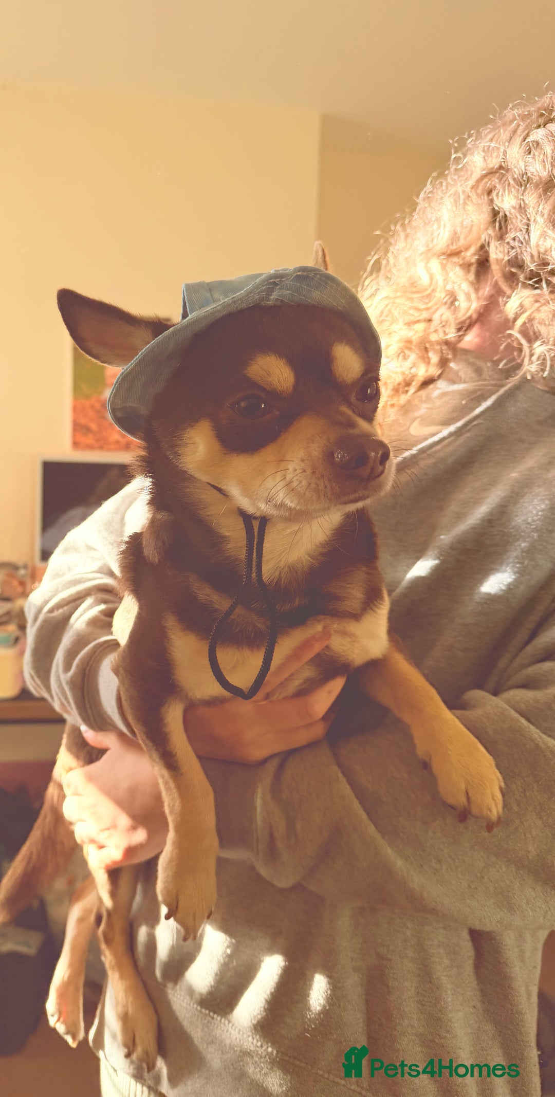 Chihuahua dogs for stud: Reggie the chocolate chi for stud in Ipswich - Advert 31