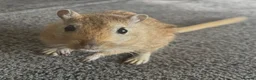 Gerbil rodents for sale: 2 friendly male gerbils - Advert 4
