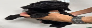 Cockapoo 6